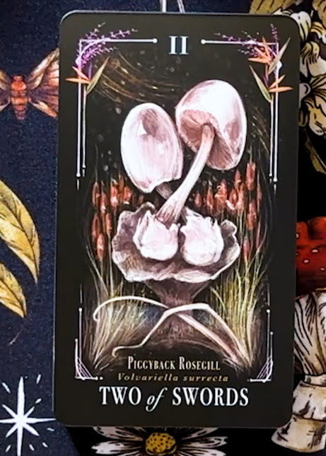 Midnight Magic: A Tarot Deck of Mushrooms